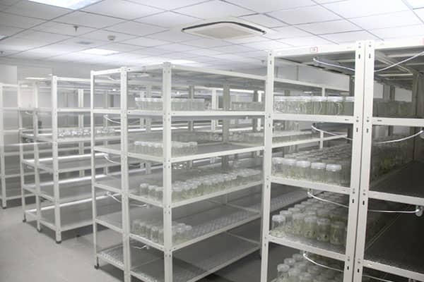 麻豆成人影院在线架