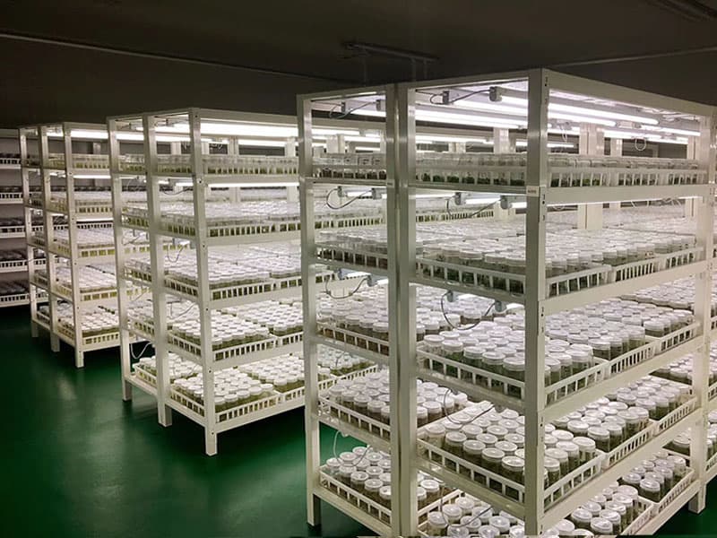 框架式麻豆成人影院在线架