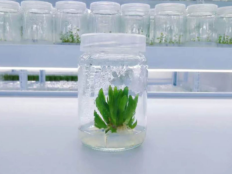 麻豆成人影院在线瓶