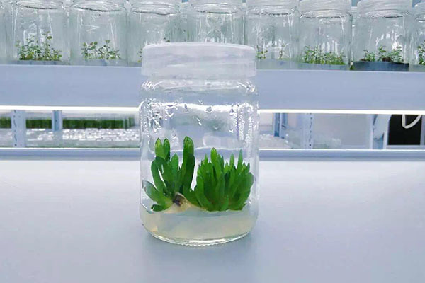 植物麻豆成人影院在线的类型以及优势有哪些