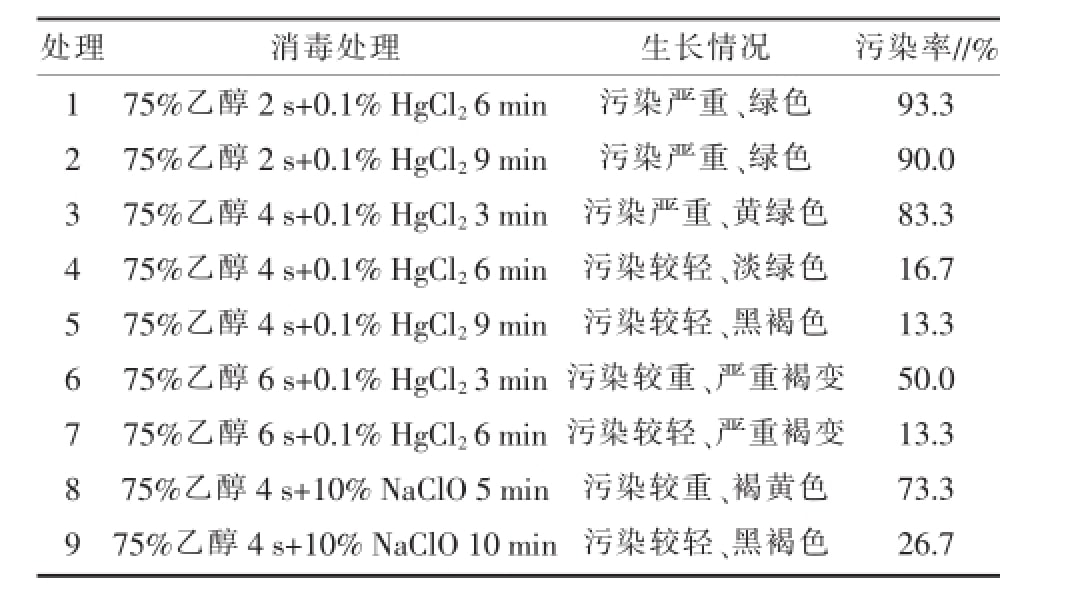 空气凤梨麻豆成人影院在线快繁技术优化