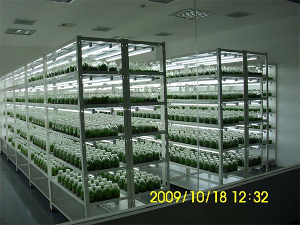 兰花麻豆成人影院在线技术研究