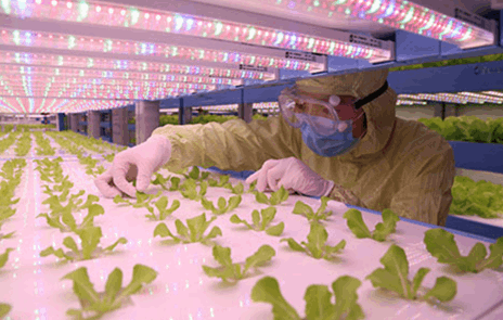 麻豆免费看黄色网站麻豆成人影院在线详解植物工厂