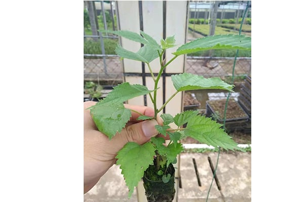 麻豆成人影院在线