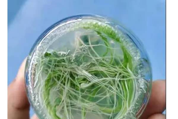 麻豆成人影院在线室
