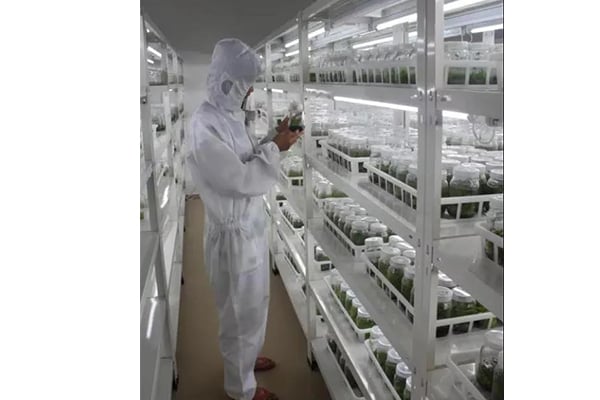 麻豆成人影院在线