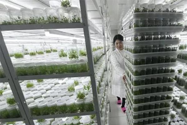 植物麻豆成人影院在线