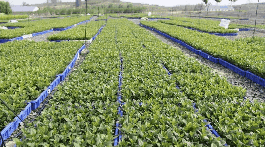 乔化、短枝、矮化苹果树在树体上具有明显的区别