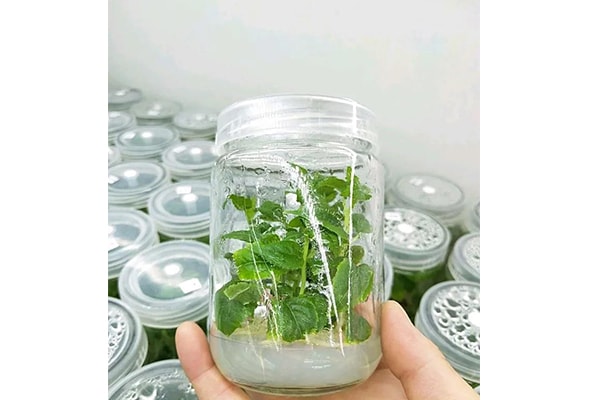 麻豆成人影院在线设备
