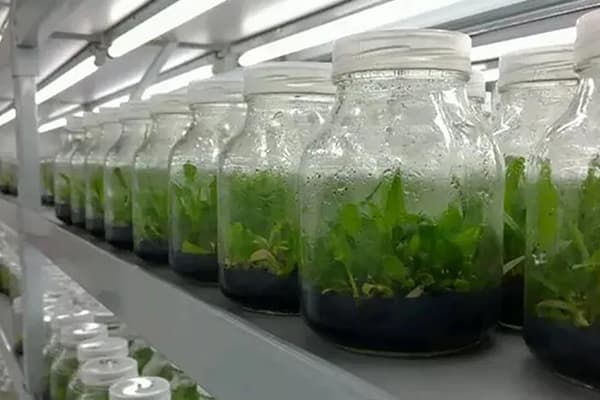 麻豆成人影院在线设备