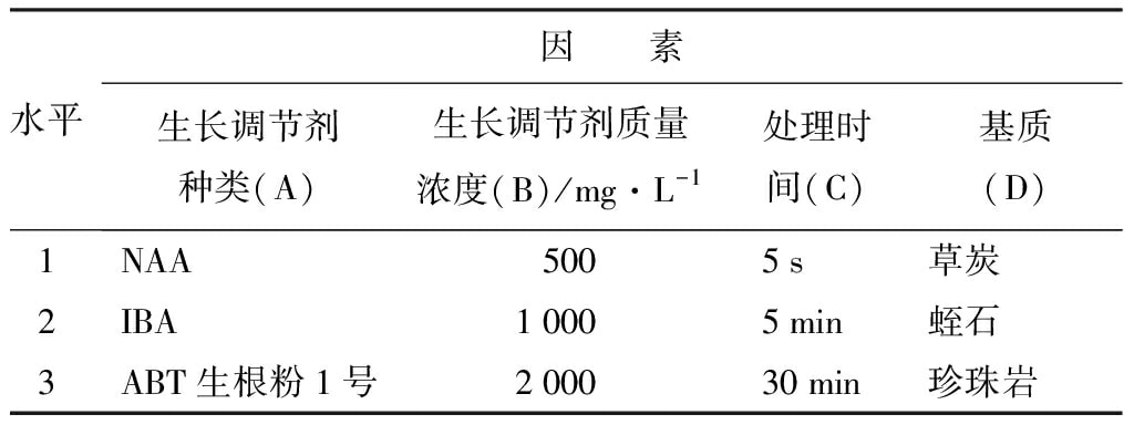 轮生冬青麻豆成人影院在线苗微枝试管外生根技术