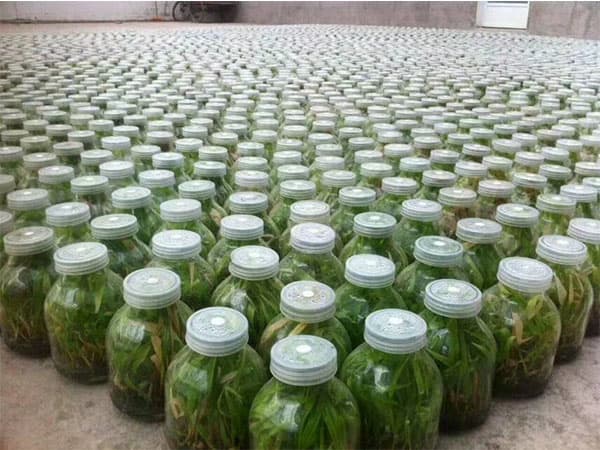 麻豆成人影院在线  麻豆成人影院在线瓶