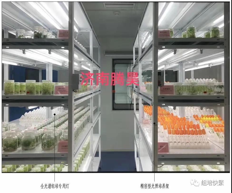 组织培养，麻豆成人影院在线架，麻豆成人影院在线疑问