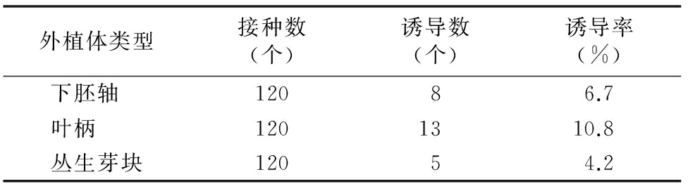甜菜雄性不育系高效麻豆成人影院在线再生体系的建立