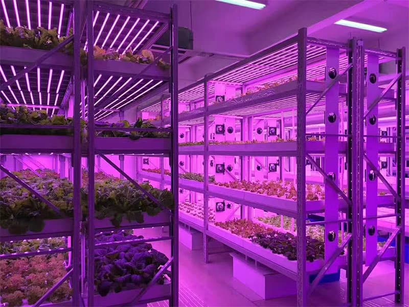 植物组织培养的条件，快来看看吧!