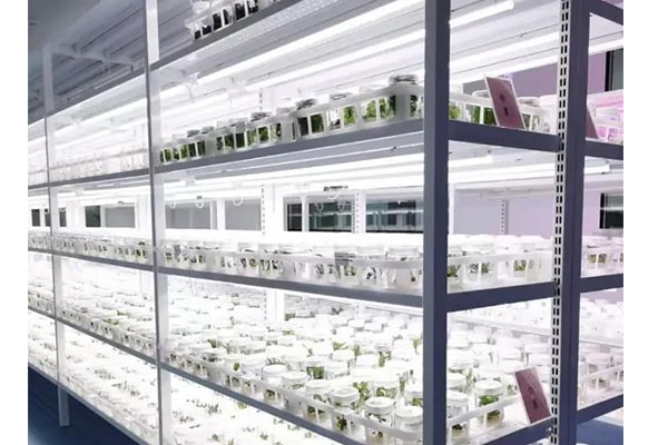 麻豆成人影院在线苗瘦弱、徒长原因以及应对措施