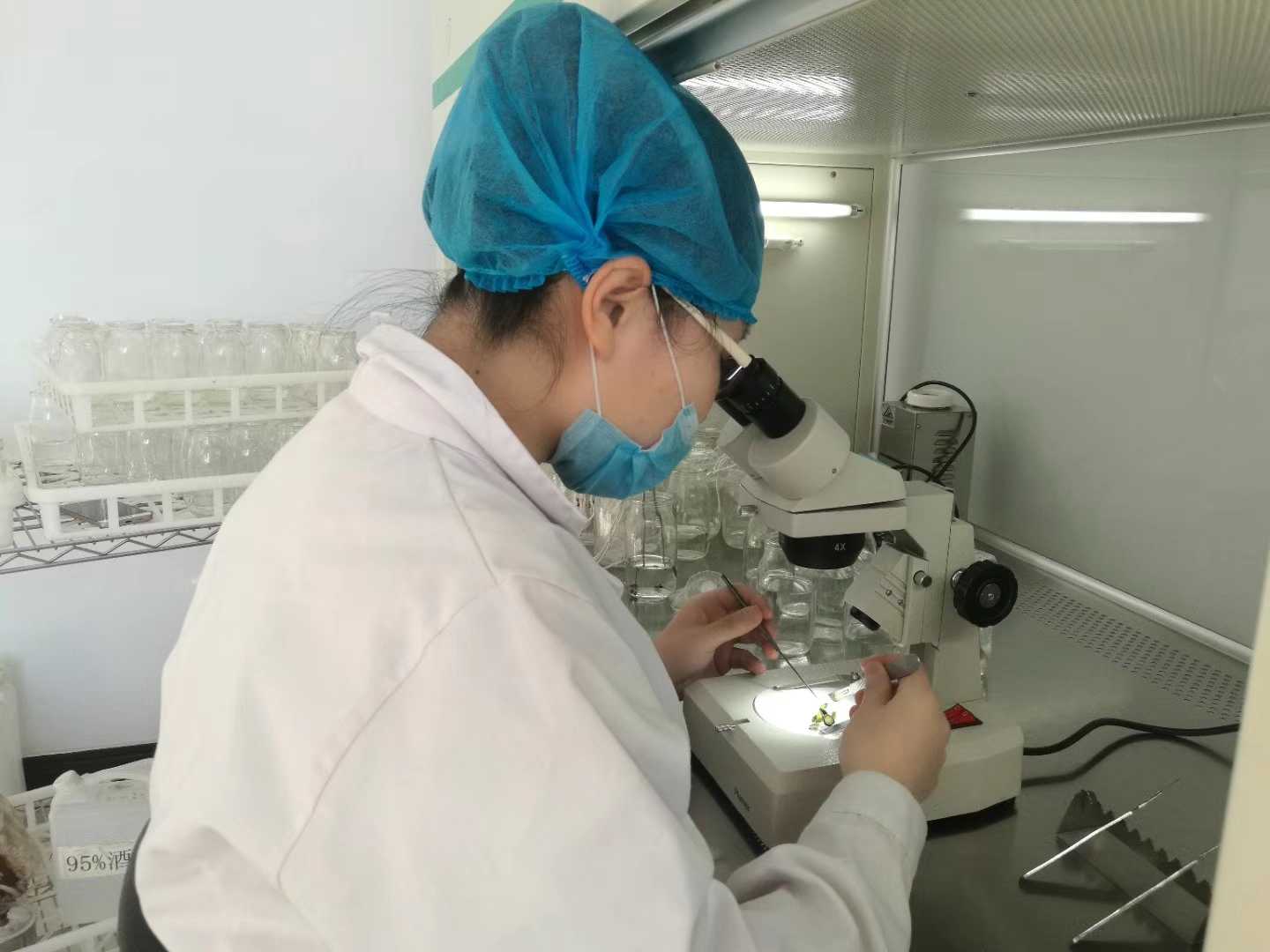 麻豆成人影院在线苗生产的要点