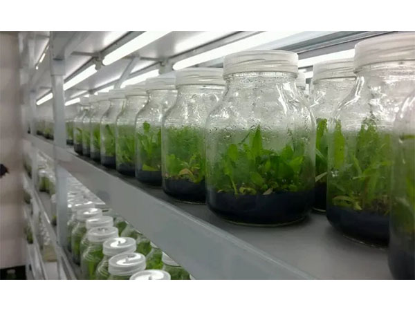 麻豆成人影院在线应用前景